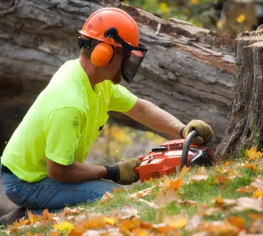 tree services El Cerro Mission